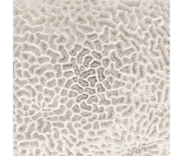 Alternative image